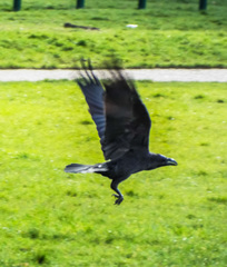 Corvus corax