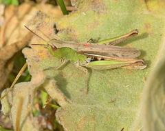 Chorthippus dichrous