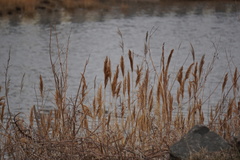 Phragmites australis