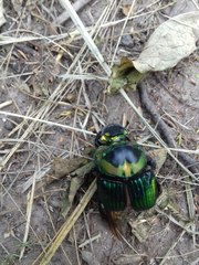 Sulcophanaeus imperator