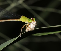 Eublemma roseana