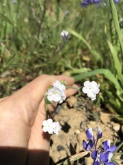 Plagiobothrys canescens