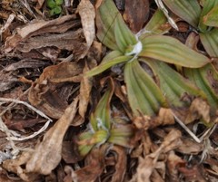 Plantago lanceolata