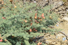Prosopis farcta