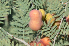 Prosopis farcta