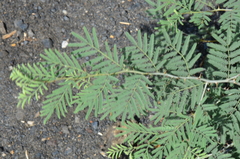 Prosopis farcta