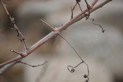 Ampelopsis glandulosa