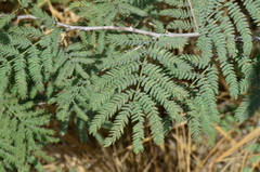 Prosopis farcta