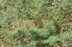 Prosopis farcta
