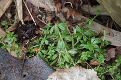 Galium aparine