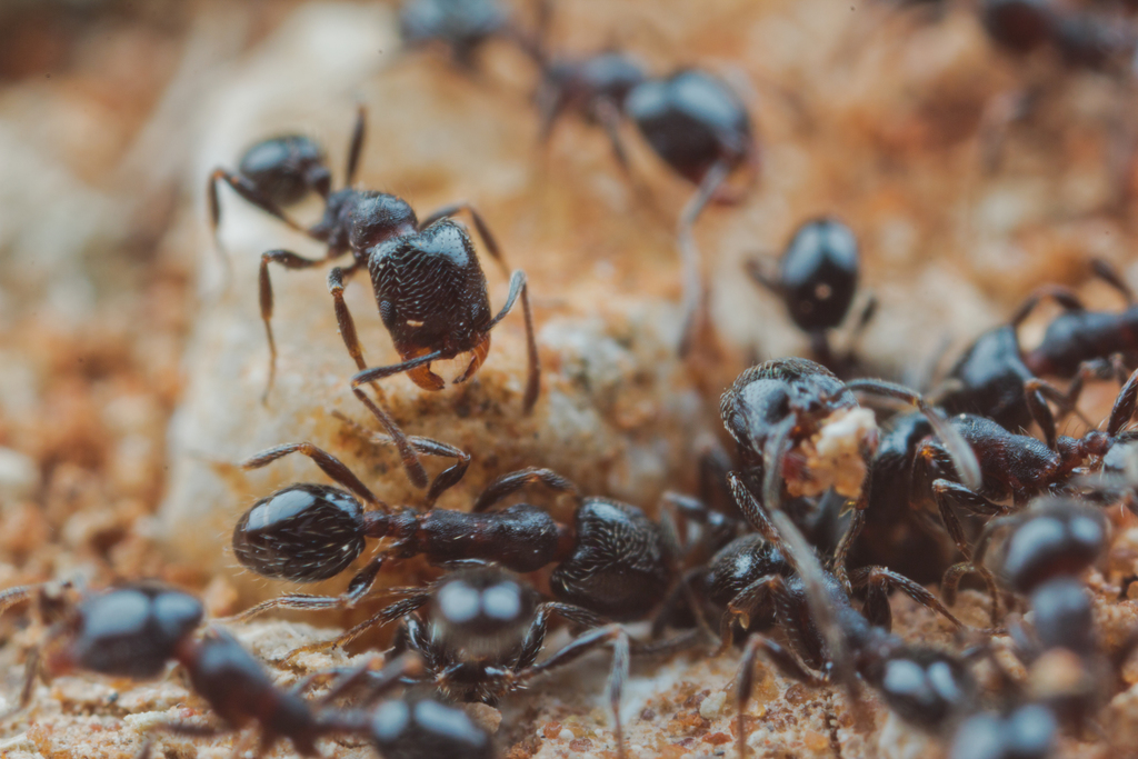 Setuliferum-group Timid Ants