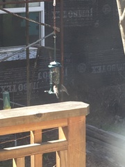 Haemorhous mexicanus