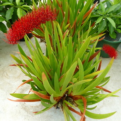 Xeronema callistemon