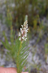 Spatalla racemosa