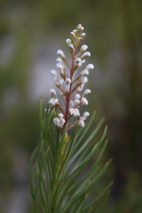 Spatalla racemosa