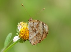 Anthanassa frisia