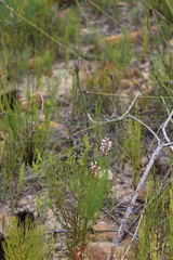 Spatalla racemosa