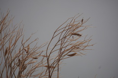 Baccharis halimifolia