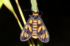 Amata trigonophora