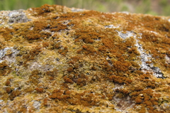 Flavoplaca citrina