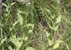 Nepeta tuberosa