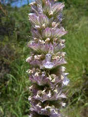 Nepeta tuberosa