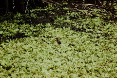 Butorides virescens image