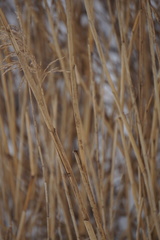 Phragmites australis