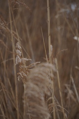 Phragmites australis