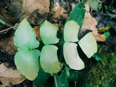 Adiantum macrophyllum