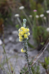 Aspalathus caledonensis