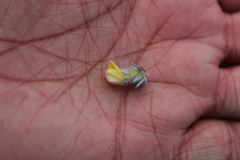 Aspalathus caledonensis