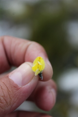 Aspalathus caledonensis