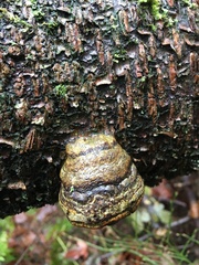 Fomes fomentarius