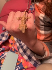Correlophus ciliatus