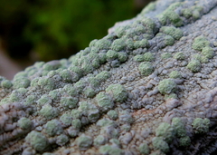 Lecanora expallens