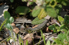 Psammodromus occidentalis