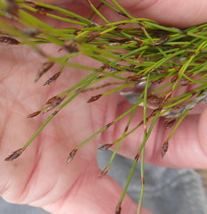 Restio eleocharis