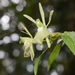 Epidendrum pachyclinium - Photo (c) yudyalejag, μερικά δικαιώματα διατηρούνται (CC BY-NC)