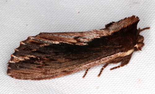 Hylaeora capucina Felder, 1874