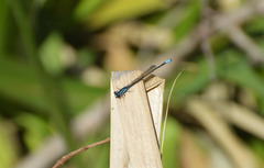 Acanthagrion lancea