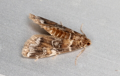 Elophila responsalis