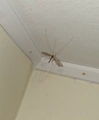 Leptotarsus