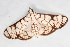 Aphytoceros lucusalis