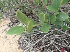 Robsonodendron maritimum