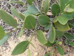 Robsonodendron maritimum