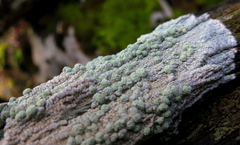 Lecanora expallens