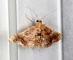 Scenedra decoratalis