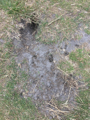 Oryctolagus cuniculus cuniculus