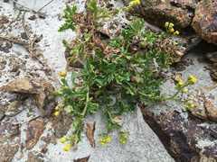 Senecio carnosulus
